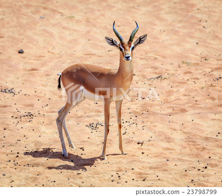 图库照片: arabian gazelle