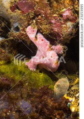 图库照片: tiny pink frogfish