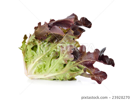 图库照片: lettuce or red oakleaf on white background