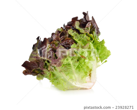 图库照片: lettuce or red oakleaf on white background