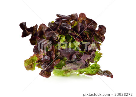 图库照片: lettuce or red oak-leaf on white background