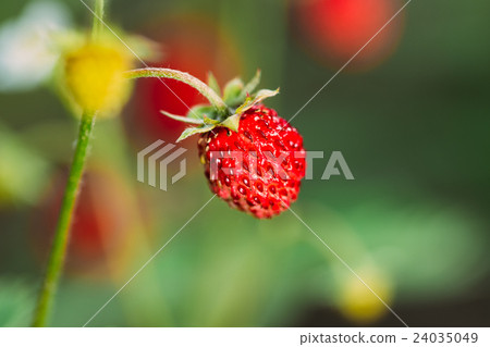 图库照片: red wild strawberries, wild strawberry. growing