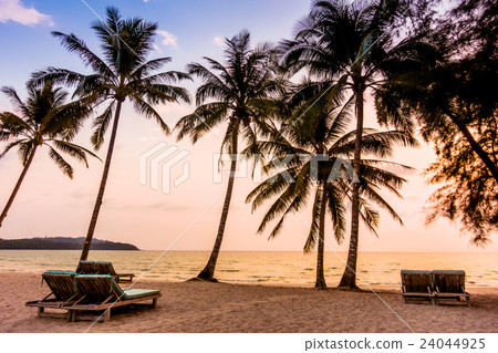 图库照片 silhouette coconut palm tree