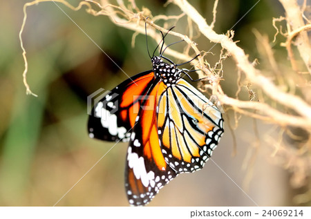 姿势_表情_动作 姿势 飞吻 照片 common tiger butterfly 首页 照片
