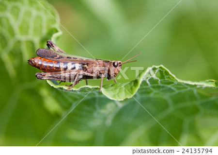 图库照片: grasshopper on a green leaf. insect macro view