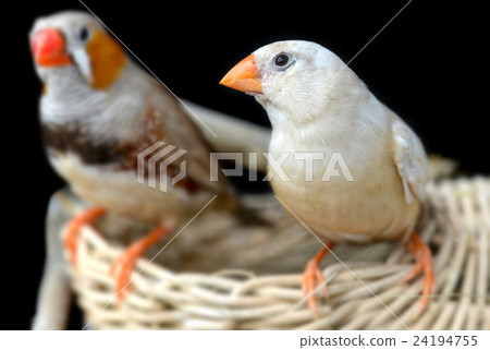 图库照片: light cream color zebra-finch bird