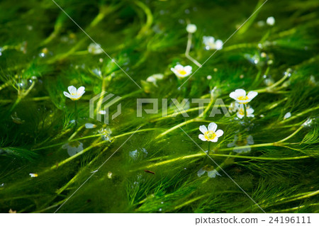 图库照片 水毛茛 花朵 花卉