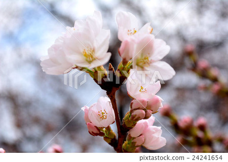 图库照片 樱花(开花5分钟)