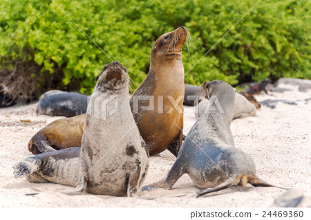 图库照片: sea lion in galapagos islands