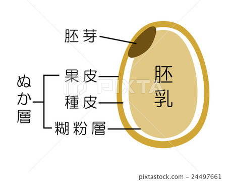 插图素材: 糙米