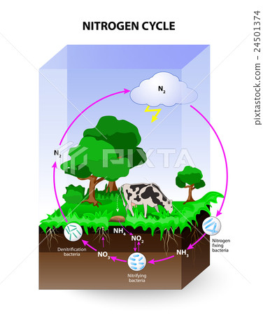 插图素材: nitrogen cycle