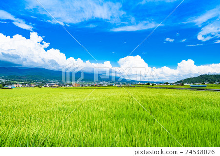 图库照片 稻田 乡村风光 农村场景