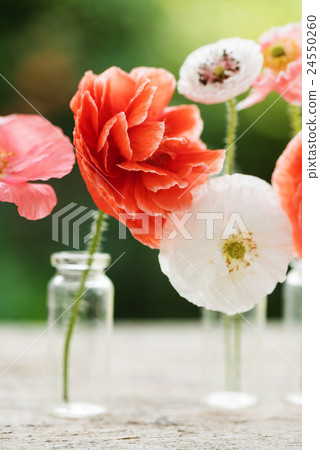 图库照片 poppy flowers