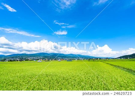 日本人 照片 水稻 长野县 风景 首页 照片 人物 男女 日本人 水稻