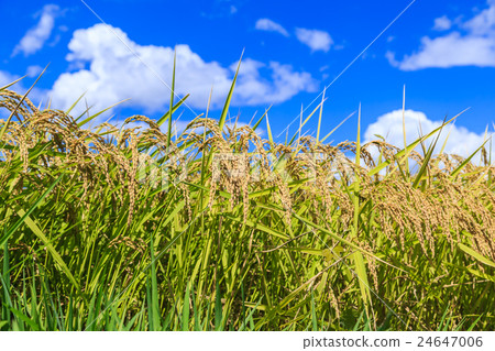 图库照片: 稻米的夏天