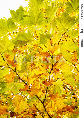 图库照片: colorful maple leaves on the autumn tree