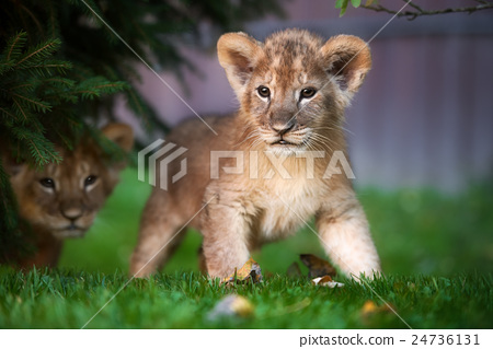 图库照片: portrait of a lion cub