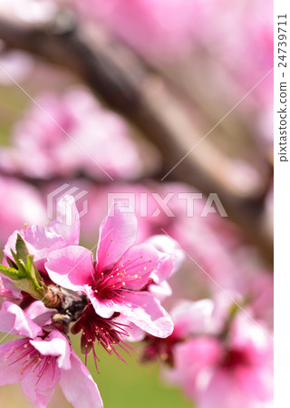 图库照片: 桃子 开花的 花