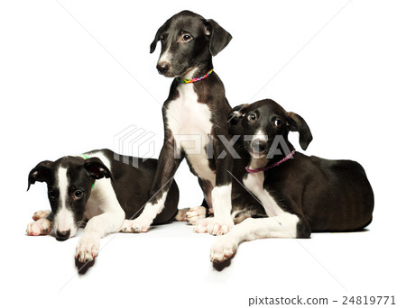 图库照片: three cute puppies greyhounds on a white