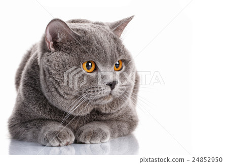 图库照片: british shorthair cat on a white background