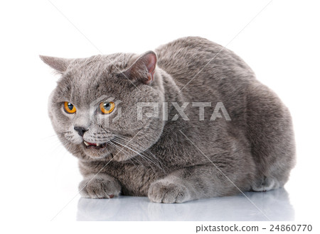 图库照片: evil gray british shorthair cat with brown eyes