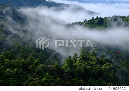图库照片: 春日山原始森林(奈良)