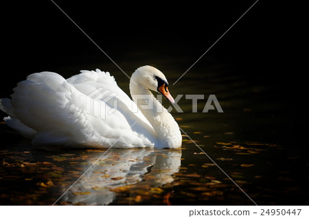 图库照片: swan in the lake