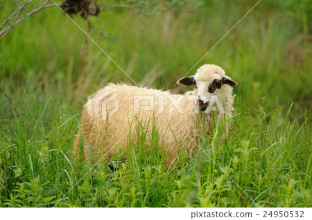 羊 照片 white sheep in grass 首页 照片 动物_鸟儿 羊 white sheep