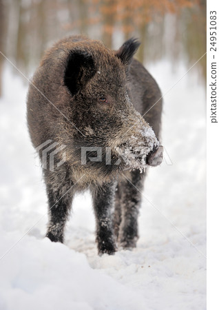 图库照片: wild boar