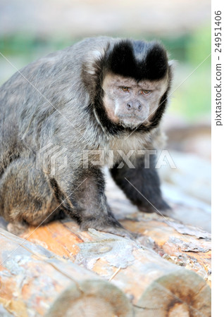 图库照片: capuchin monkey