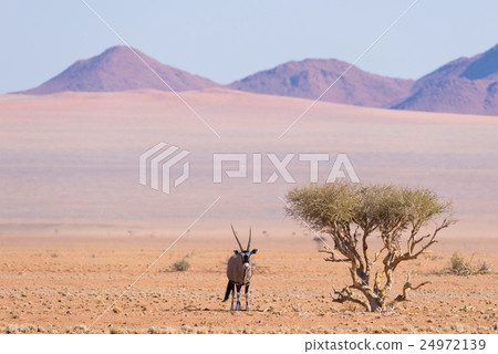 under the acacia tree,undertherose 图库照片 oryx resting under shadow of acacia tree