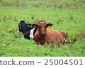 图库照片: grazing cattle at coast