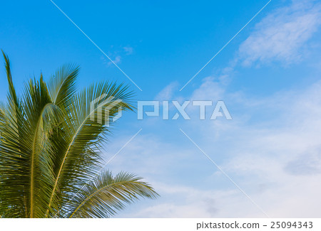 图库照片: coconut tree and clear blue sky.