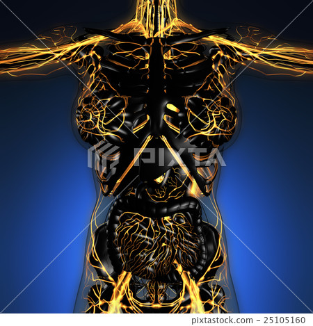 插图素材: human body in x-ray with glow blood vessels