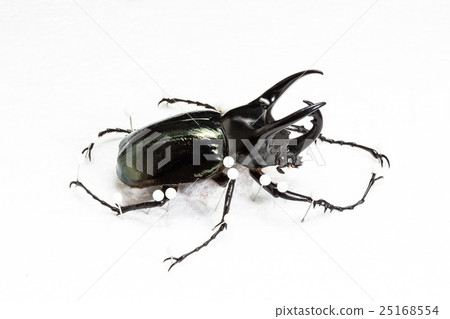 图库照片: dried three-horned beetle (chalcosoma caucasus)