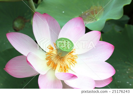 图库照片 莲花 古莲花 粉红