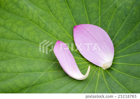 图库照片: 粉红色的莲花瓣落在树叶上