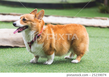 图库照片: welsh corgi pembroke dog