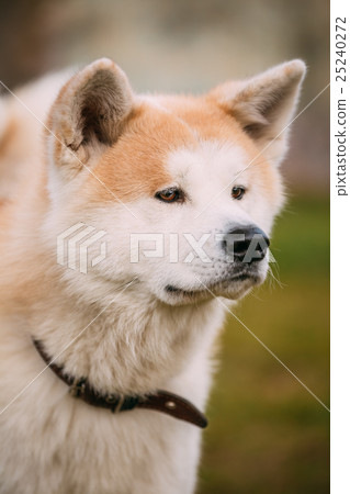 图库照片: akita dog or akita inu, japanese akita outdoor