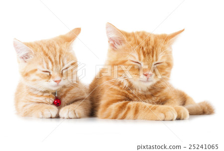 图库照片: two little ginger british shorthair cats
