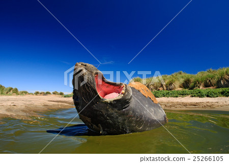 图库照片: elephant seal with open muzzle. big sea animal.