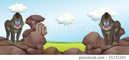 插图素材: two baboons standing on rocks