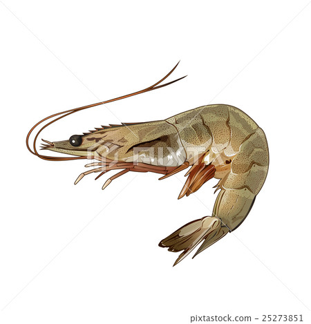 插图素材: shrimp, isolated illustration