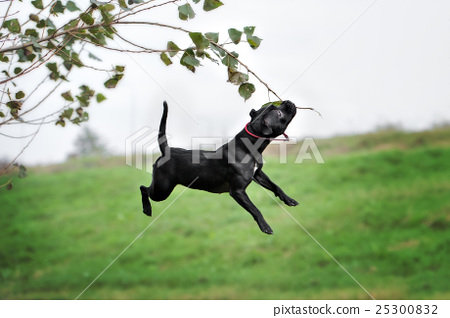 图库照片: english staffordshire bull terrier running