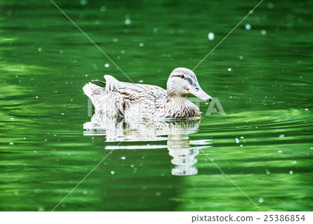 图库照片: mallard duck in the green water, natural scene