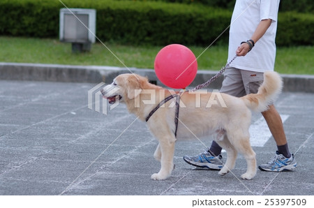 图库照片: walk dog golden retriever