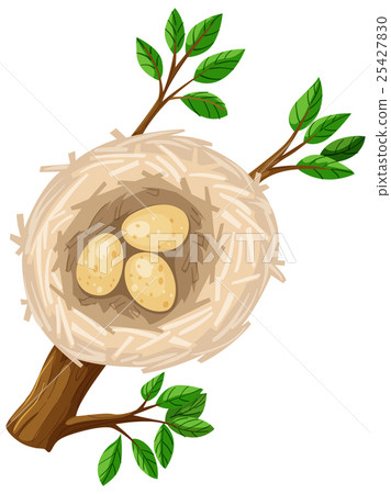 插图素材: three eggs in bird nest