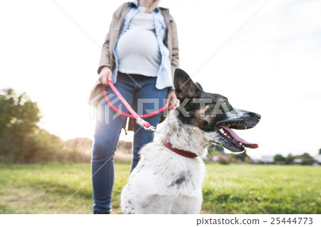 图库照片: unrecognizable pregnant woman with dog in green