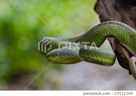 图库照片: close up yellow-lipped green pit viper snake