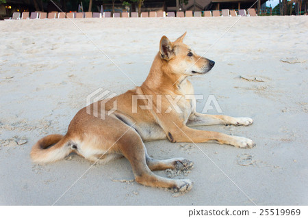 图库照片: dog lying on the beach 查看全部